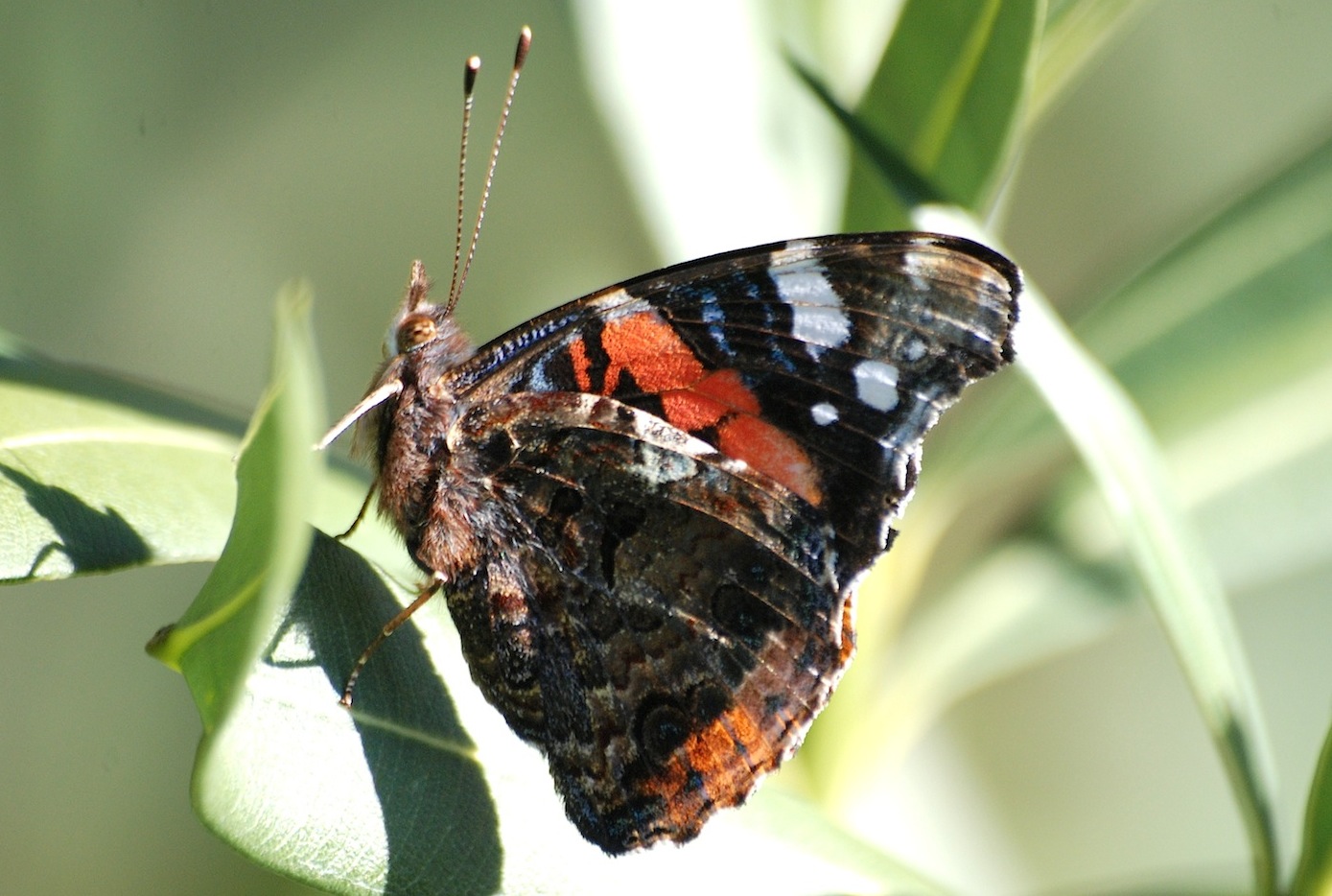 Vanessa atalanta